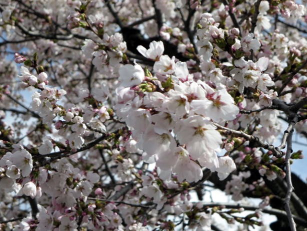 ４月７日、安茂里の桜